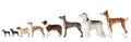 Group of various size dogs over white Royalty Free Stock Photo