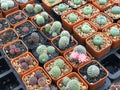 Group of various type of small cactus in pot for home decoration