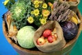 Group of various vegetables and fruits as an autumn background Royalty Free Stock Photo