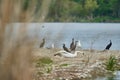 Group of various wild birds on a river Royalty Free Stock Photo