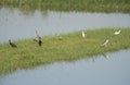 Group of wetland water birds stood in reeds of river marshland Royalty Free Stock Photo