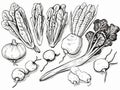 A Group Of Vegetables Drawn In Black And White - A selection of fresh vegetables ready to prepare a meal