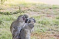 Group of Vervet Monkies huddled together