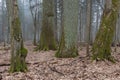 Group of very old decidous trees side by side in springtime deciduous stand