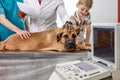 Group of veterinarian with big dog at exam in the office