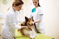 Group of veterinarian examinig dog at clinic Royalty Free Stock Photo