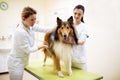 Group of veterinarian examinig dog with stethoscope Royalty Free Stock Photo