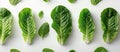 Group of Fresh Green Leafy Vegetables Royalty Free Stock Photo