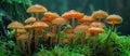 Cluster of orange mushrooms growing in forest