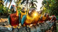 A group of vibrant parrots perched on a dirt field Royalty Free Stock Photo