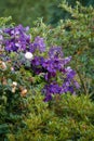 Group of vibrant purple clematis vine flowers blossoming on a lush green bush. View of delicate, fresh plants growing Royalty Free Stock Photo