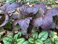 Row of Purple Mustard Greens and Spinach Plants Royalty Free Stock Photo