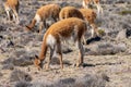 A group of vicuna grazing on a plain outside Arequipa, Peru Royalty Free Stock Photo