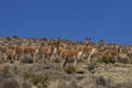 Vicuna in Lauca National Park, Chile Royalty Free Stock Photo