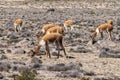 A group of vicuna grazing on a plain outside Arequipa, Peru Royalty Free Stock Photo