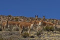 Vicuna in Lauca National Park, Chile Royalty Free Stock Photo