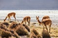 VicuÃÂ±a in the Chilean Altiplano