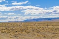 Group of Vicunas at Patagonia Landscape, Argentina