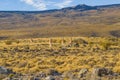 Group of Vicunas at Patagonia Landscape, Argentina