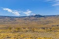 Group of Vicunas at Patagonia Landscape, Argentina