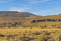 Group of Vicunas at Patagonia Landscape, Argentina