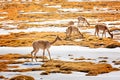 Vicunas in atacama desert