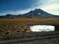 Group of vicuÃÂ±as on the landscape, with a vulcan on back Royalty Free Stock Photo