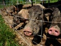 Group of Vietnamese Pot bellied pigs at farm