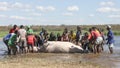 Group of village men pull a hippopotamus out of the water