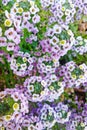 Group of violet flowers with tiny petals