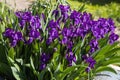 Group of violet irises flowers grows on a green background of leaves and grass in a park in summer Royalty Free Stock Photo