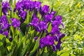 Group of violet irises flowers grows on a green background of leaves and grass in a park in summer Royalty Free Stock Photo