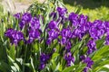 Group of violet irises flowers grows on a green background of leaves and grass in a park in summer Royalty Free Stock Photo