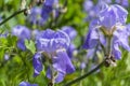 Group of violet irises near Biella Piedmont, Italy Royalty Free Stock Photo