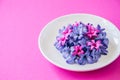 Group of violet and magenta petals of hyacinth flower in a white