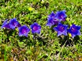 Group of violet meadow gentians Royalty Free Stock Photo