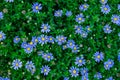 A group of violet and yellow African Daisies  in the green leaves field on the ground Royalty Free Stock Photo