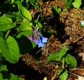 Group of Virginia Bluebells, Mertensia virginica Royalty Free Stock Photo