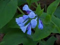 Group of Virginia Bluebells, Mertensia virginica Royalty Free Stock Photo