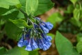 Group of Virginia Bluebells, Mertensia virginica Royalty Free Stock Photo