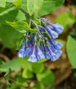 Group of Virginia Bluebells, Mertensia virginica Royalty Free Stock Photo