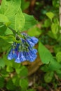 Group of Virginia Bluebells, Mertensia virginica Royalty Free Stock Photo