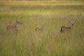 Group of Virginia deer in the meadow. Odocoileus virginianus.