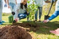 Group of volunteers hands planting tree in park Royalty Free Stock Photo