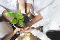 Volunteers hands planting tree seedling in park. World environment day and sustainable resource concept. Royalty Free Stock Photo