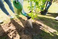 Group of volunteers planting tree in park Royalty Free Stock Photo