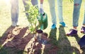 Group of volunteers planting and watering tree