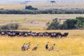 A group of vultures in the background of a herd of wildebeest. Kenya, Africa