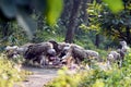 Group Of Vultures Feeding On Carcass On Forest Path In Dense Greenery Royalty Free Stock Photo
