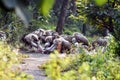 Group Of Vultures Feeding On Carcass On Forest Path In Dense Greenery Royalty Free Stock Photo
